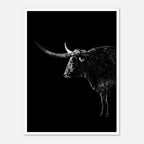 Black and white portrait of a Texas Longhorn with large sweeping horns emerging from darkness, western ranch wall art poster.