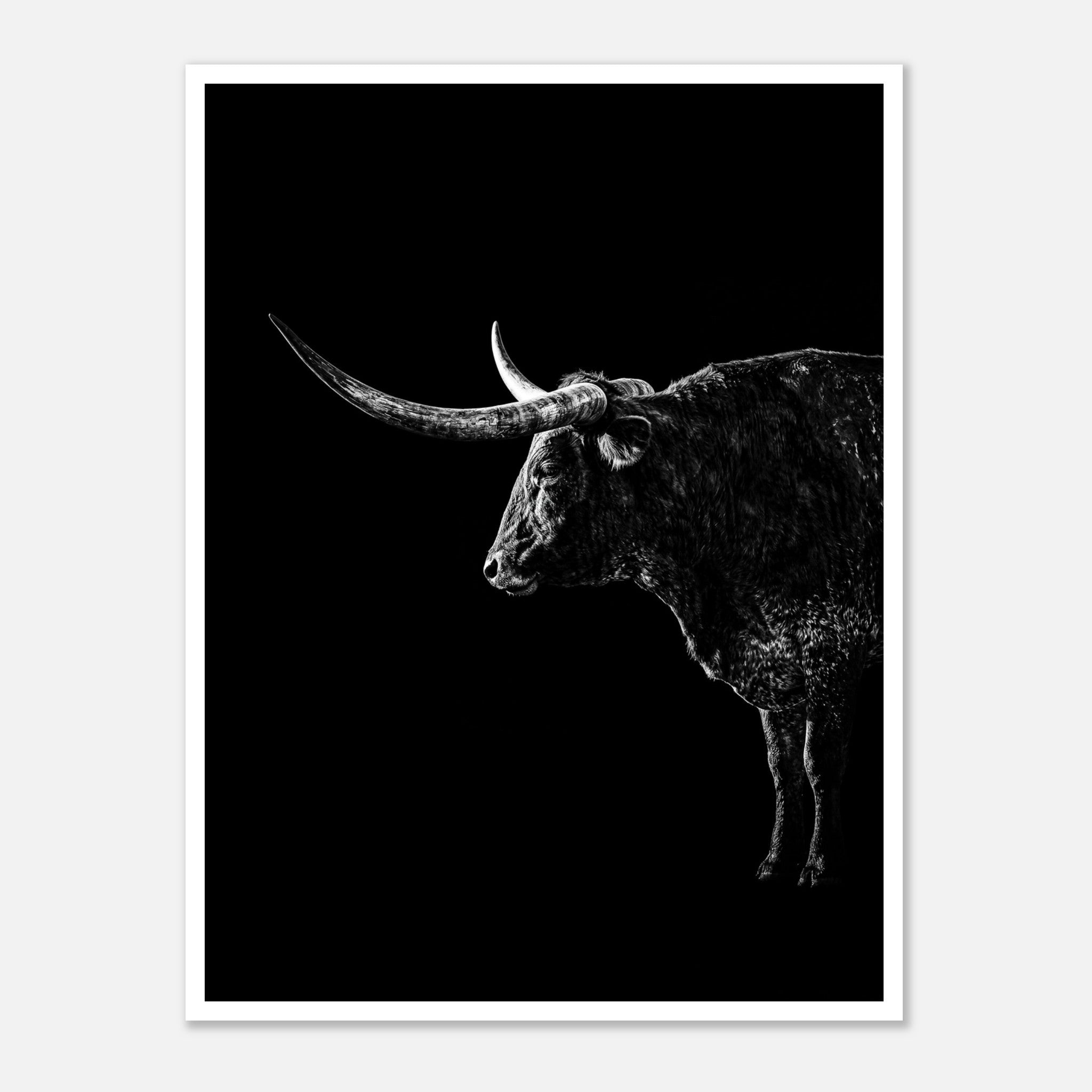 Black and white portrait of a Texas Longhorn with large sweeping horns emerging from darkness, western ranch wall art poster.