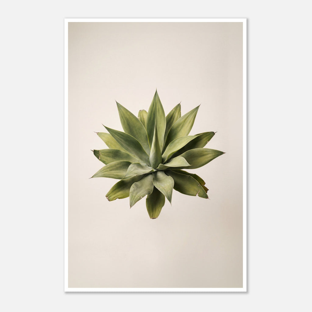 Top down view of an agave plant on a neutral background, minimalist desert wall art.