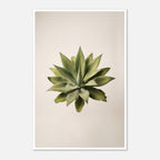Top down view of an agave plant on a neutral background, minimalist desert wall art.