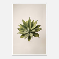 Top down view of an agave plant on a neutral background, minimalist desert wall art.