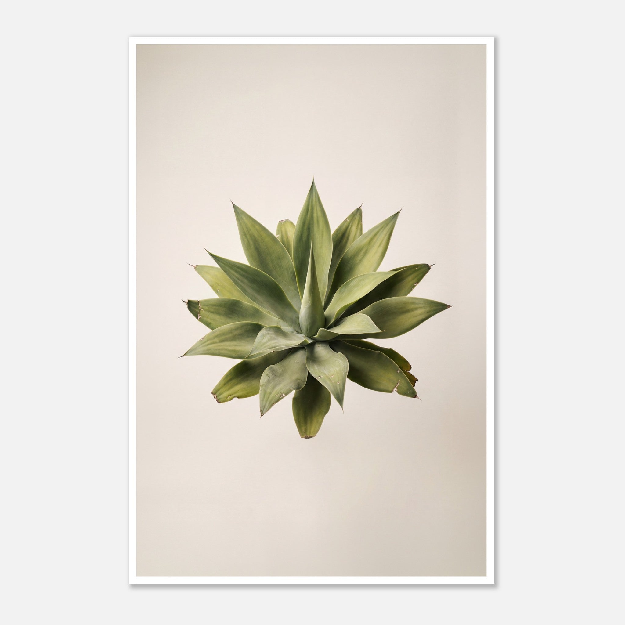 Top down view of an agave plant on a neutral background, minimalist desert wall art.