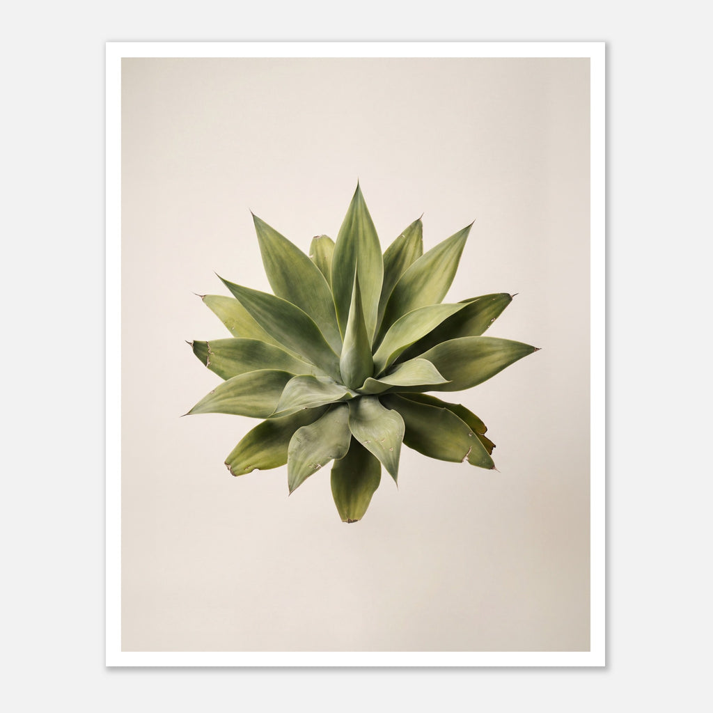 Top down view of an agave plant on a neutral background, minimalist desert wall art.