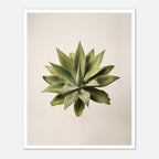Top down view of an agave plant on a neutral background, minimalist desert wall art.