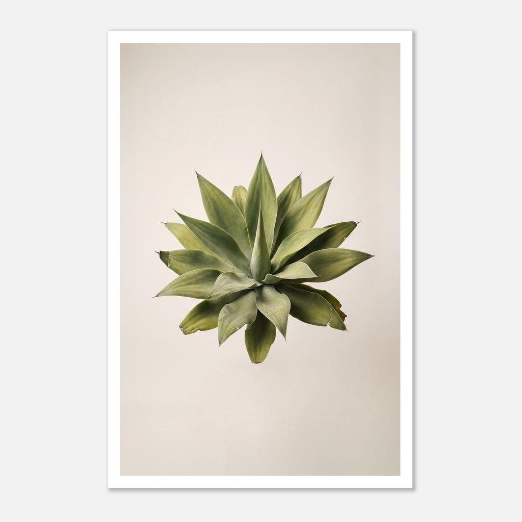 Top down view of an agave plant on a neutral background, minimalist desert wall art.