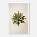 Top down view of an agave plant on a neutral background, minimalist desert wall art.