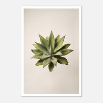Top down view of an agave plant on a neutral background, minimalist desert wall art.