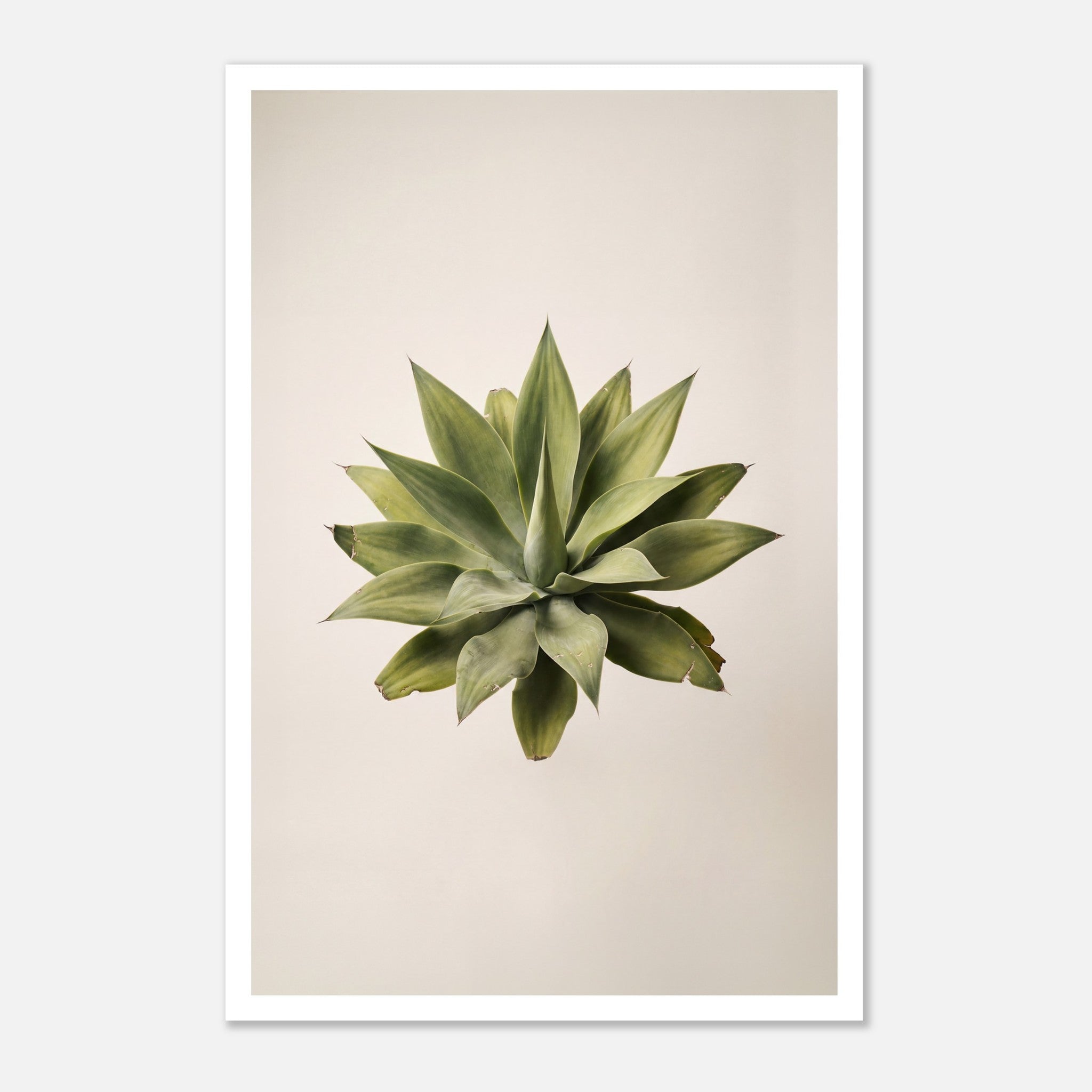 Top down view of an agave plant on a neutral background, minimalist desert wall art.