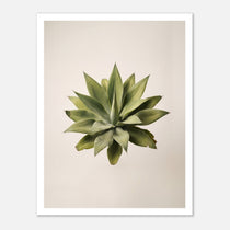 Top down view of an agave plant on a neutral background, minimalist desert wall art.