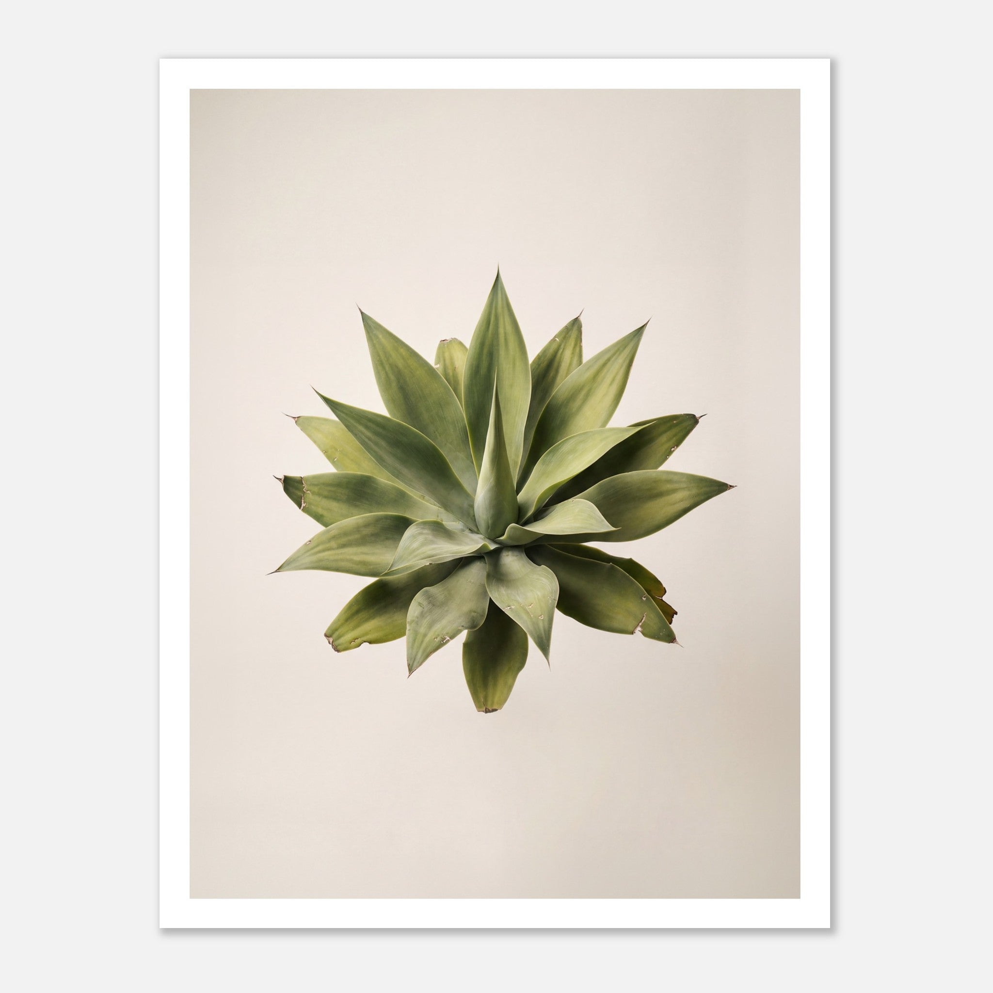 Top down view of an agave plant on a neutral background, minimalist desert wall art.