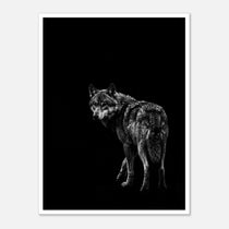 Black and white portrait of a lone wolf standing in shadow looking toward the viewer, wildlife wall art poster.