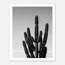 Black and white cactus photograph with minimalist desert composition and clean sky background
