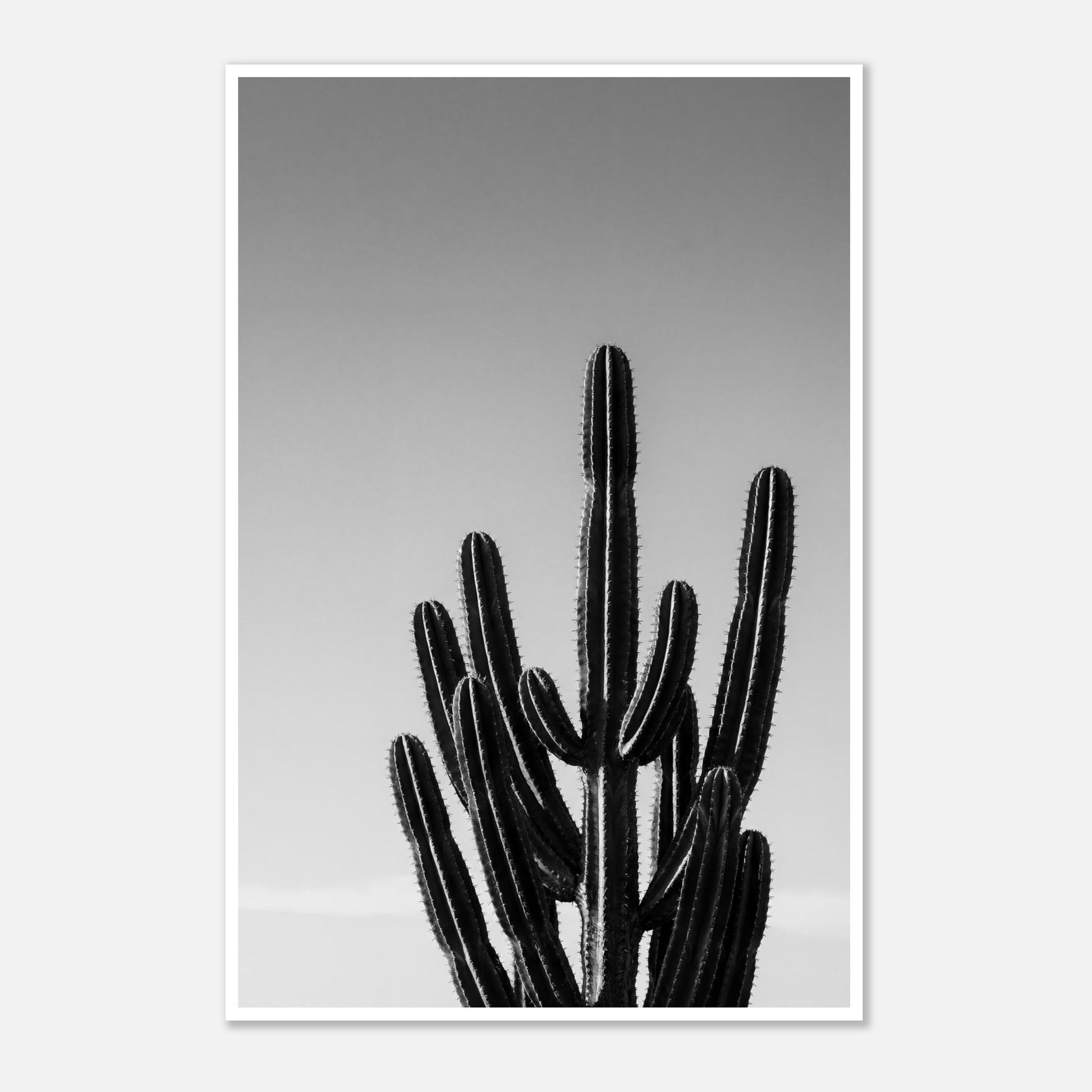 Black and white cactus photograph with minimalist desert composition and clean sky background