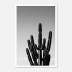 Black and white cactus photograph with minimalist desert composition and clean sky background
