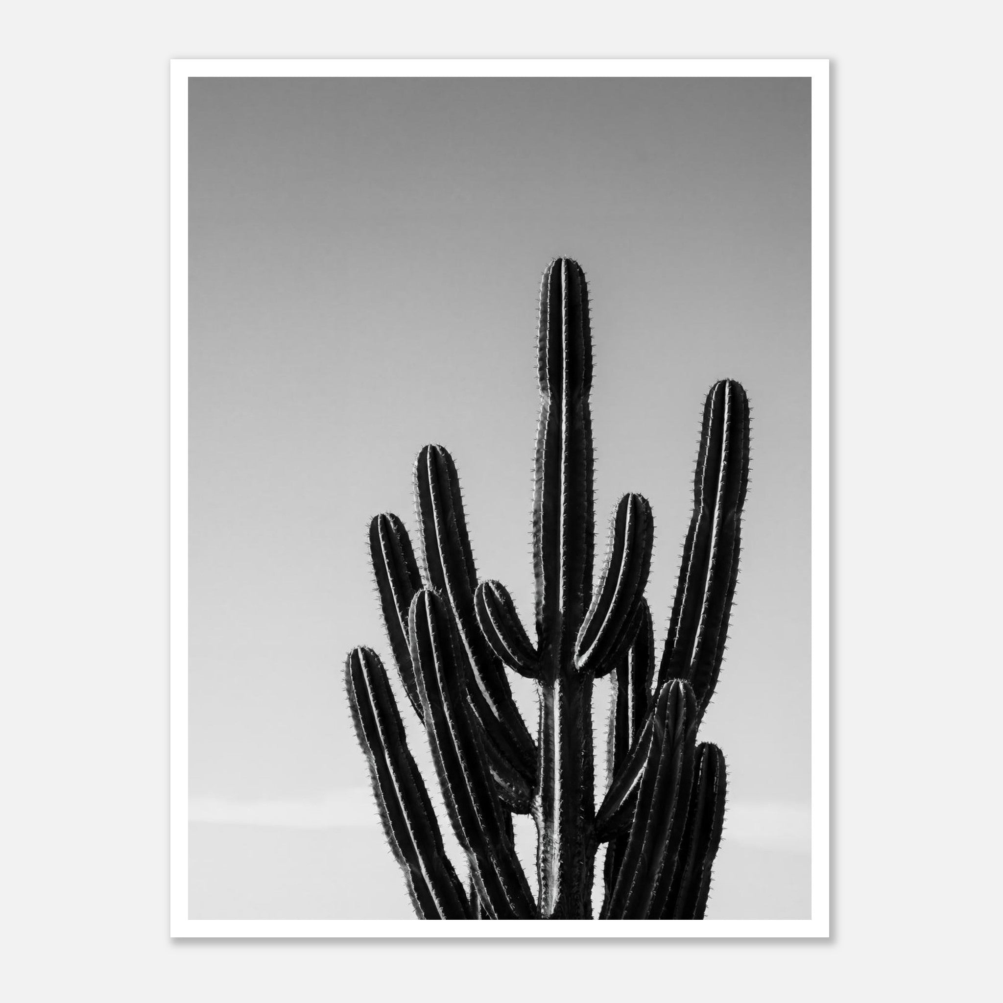 Black and white cactus photograph with minimalist desert composition and clean sky background