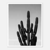 Black and white cactus photograph with minimalist desert composition and clean sky background