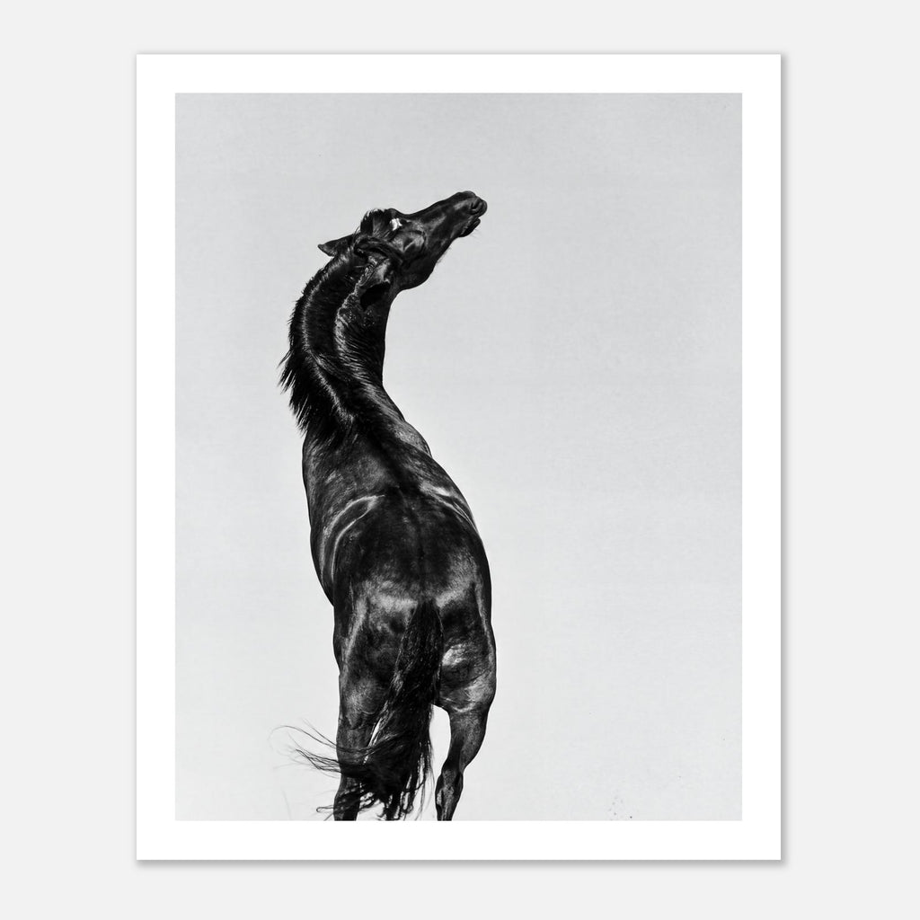 Black and white photograph of a horse rearing against a minimal sky, western horse wall art print
