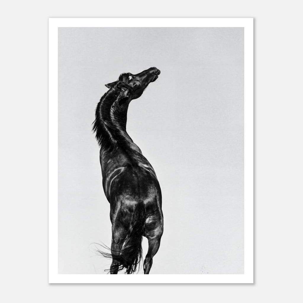 Black and white photograph of a horse rearing against a minimal sky, western horse wall art print