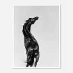 Black and white photograph of a horse rearing against a minimal sky, western horse wall art print