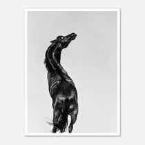 Black and white photograph of a horse rearing against a minimal sky, western horse wall art print