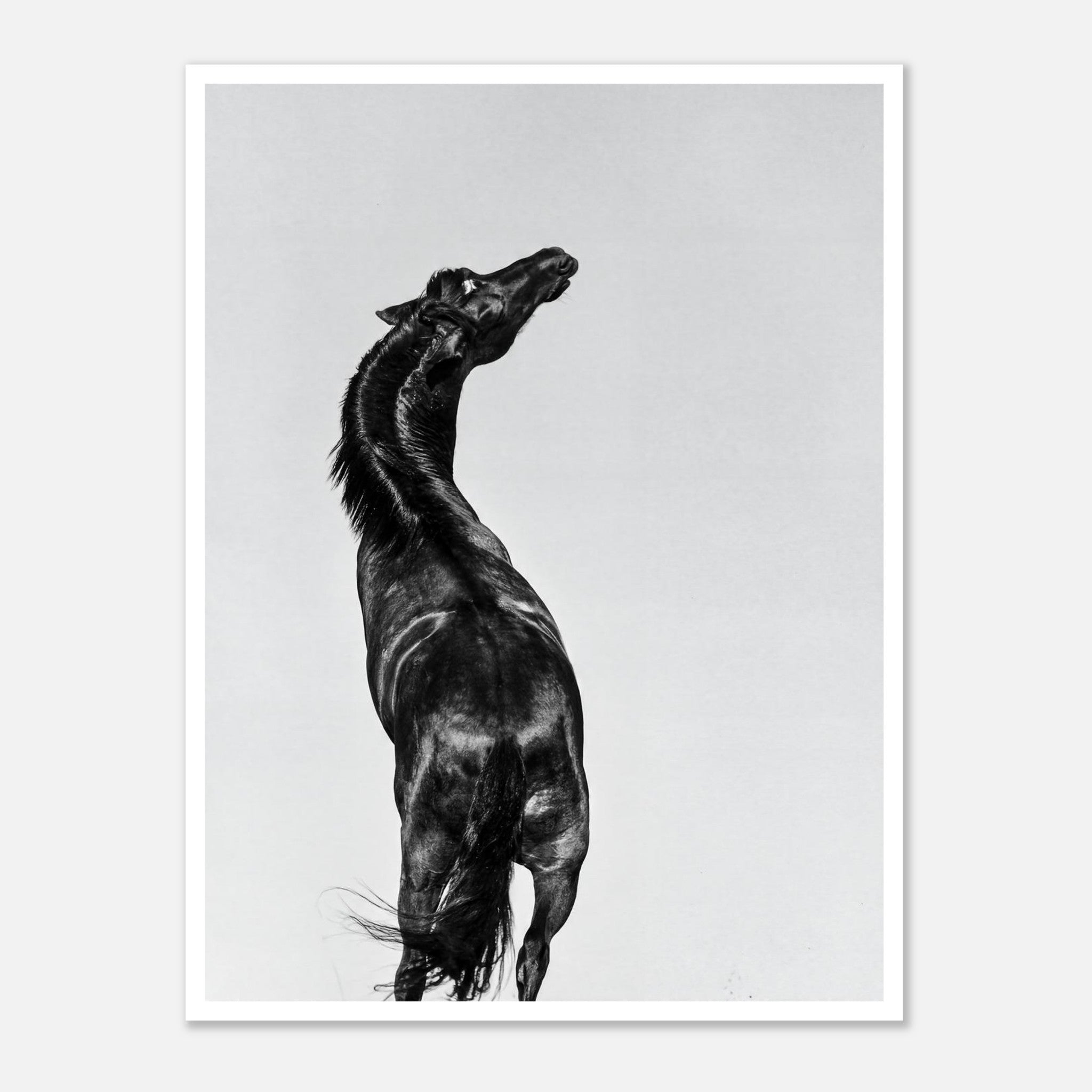 Black and white photograph of a horse rearing against a minimal sky, western horse wall art print