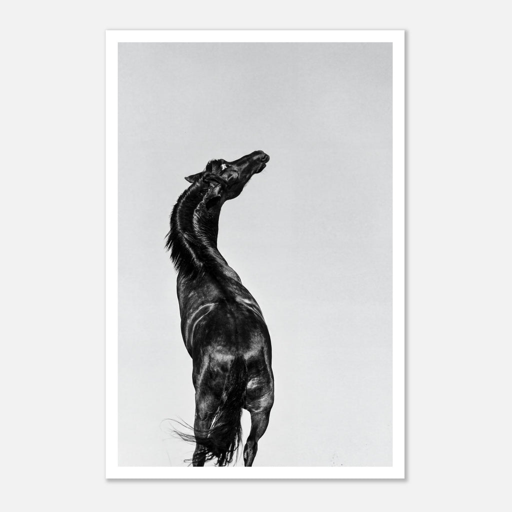 Black and white photograph of a horse rearing against a minimal sky, western horse wall art print