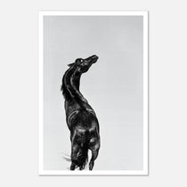 Black and white photograph of a horse rearing against a minimal sky, western horse wall art print