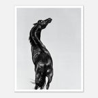 Black and white photograph of a horse rearing against a minimal sky, western horse wall art print