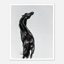 Black and white photograph of a horse rearing against a minimal sky, western horse wall art print