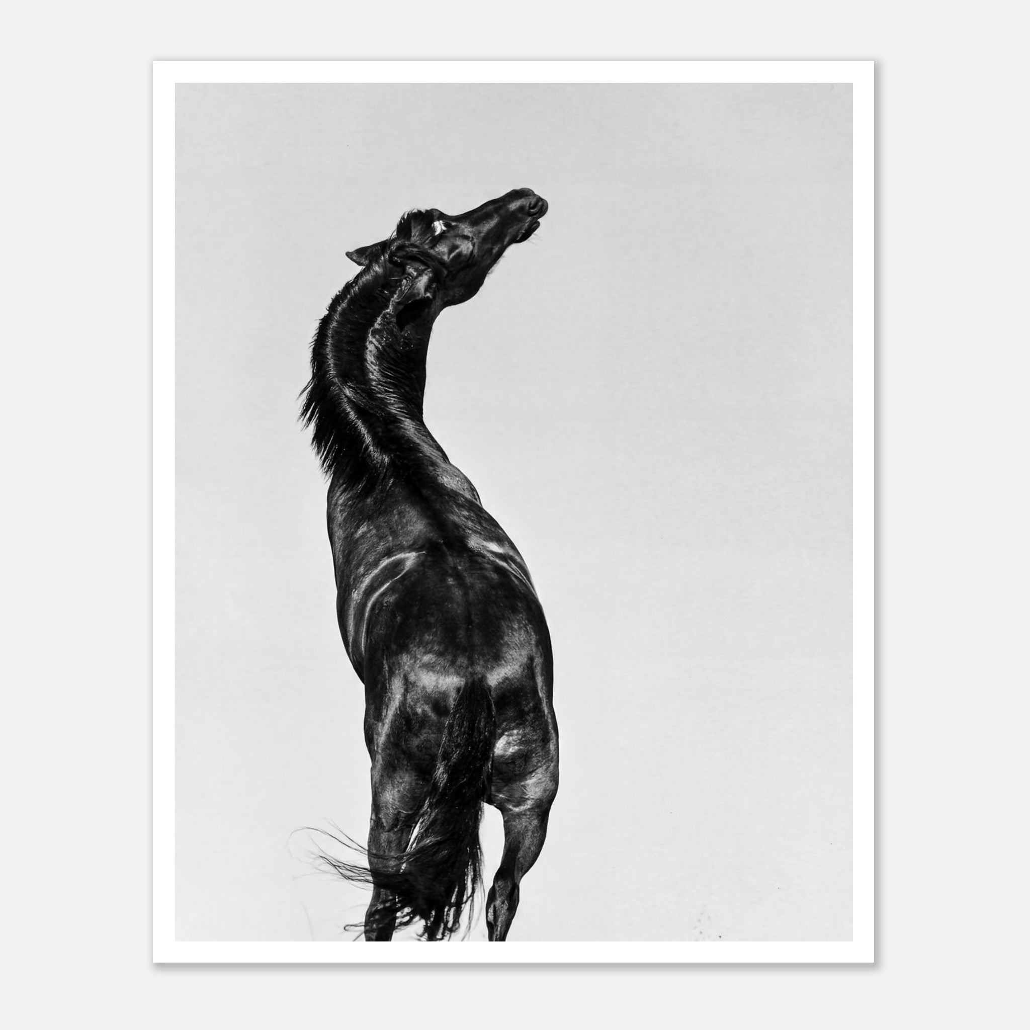 Black and white photograph of a horse rearing against a minimal sky, western horse wall art print