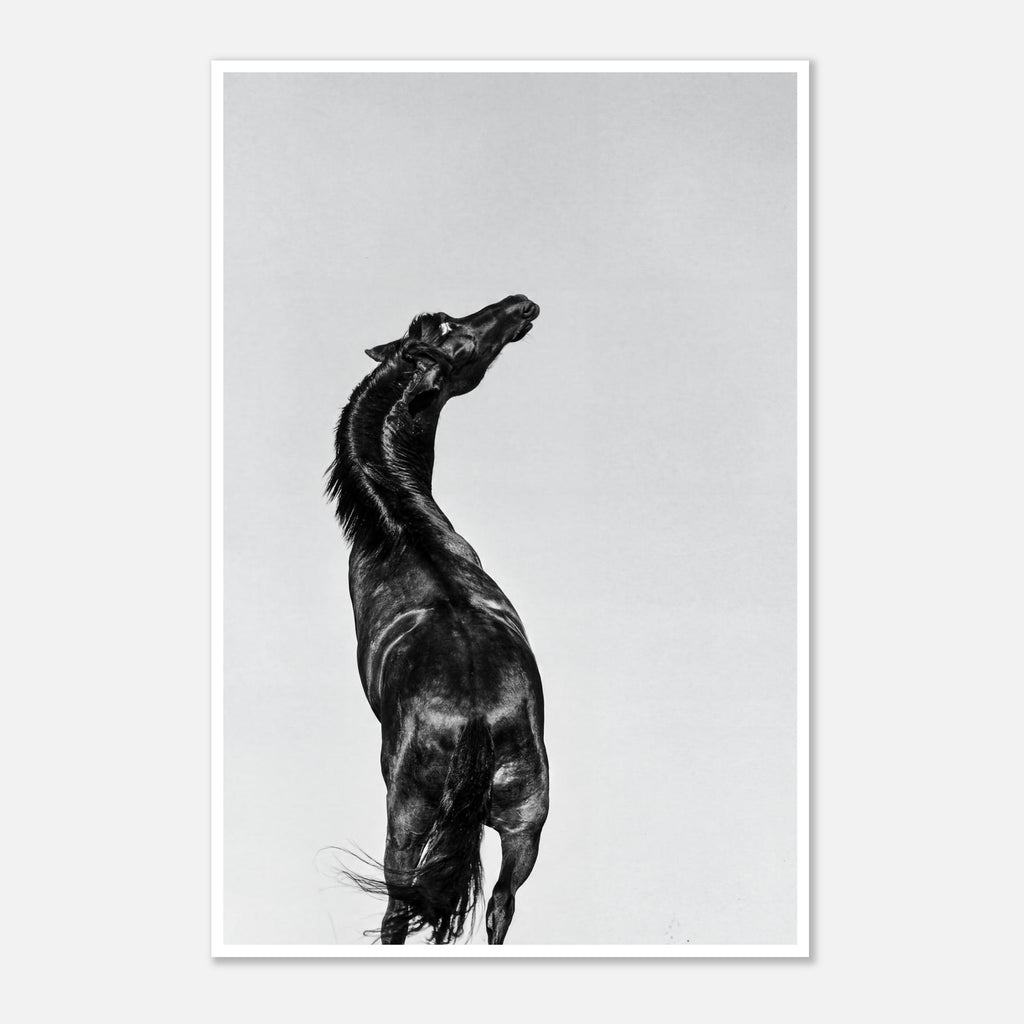 Black and white photograph of a horse rearing against a minimal sky, western horse wall art print