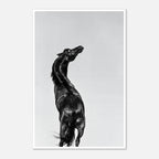 Black and white photograph of a horse rearing against a minimal sky, western horse wall art print
