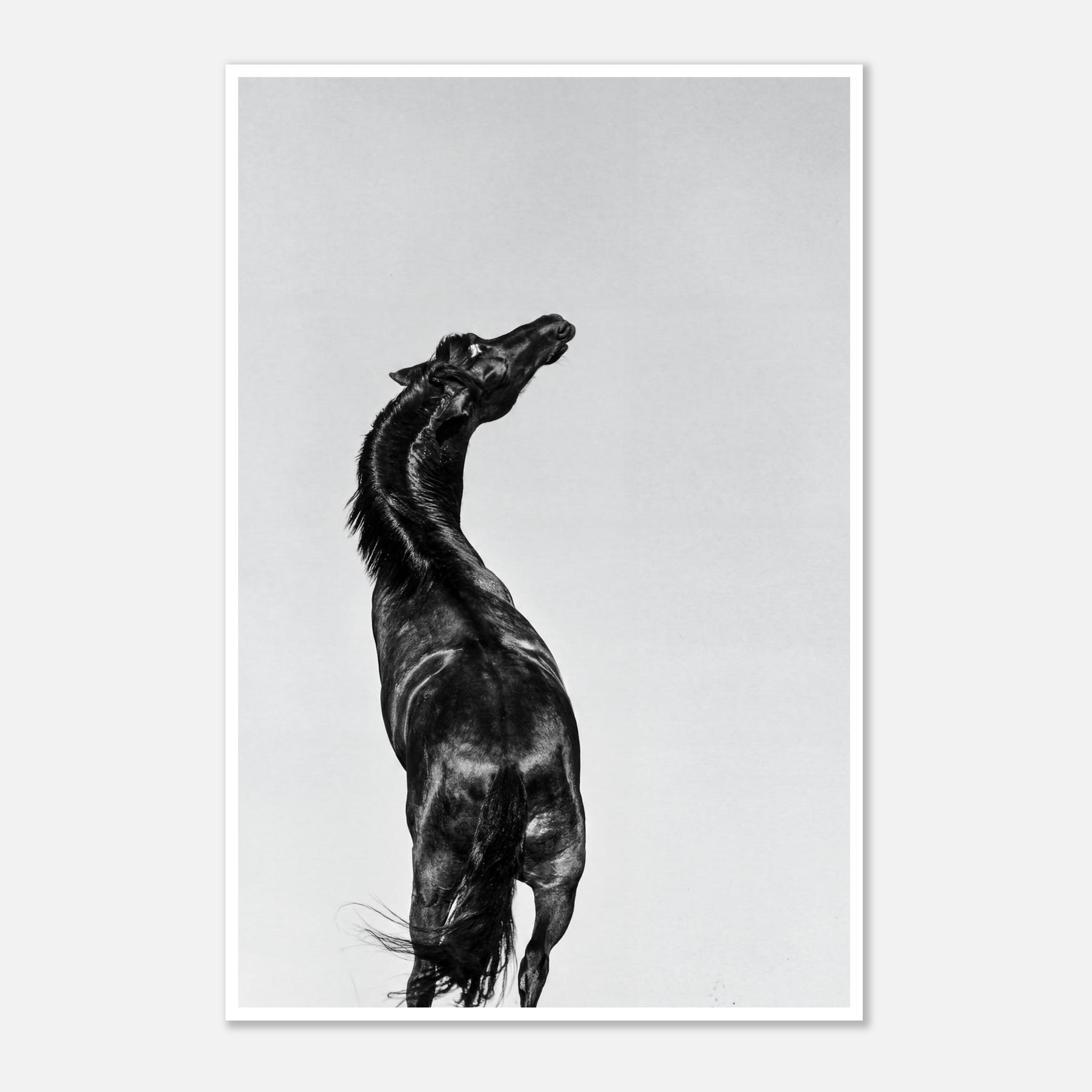 Black and white photograph of a horse rearing against a minimal sky, western horse wall art print
