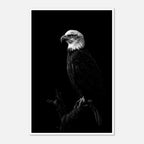 Black and white portrait of a bald eagle perched on a branch against a dark background, wildlife wall art poster.