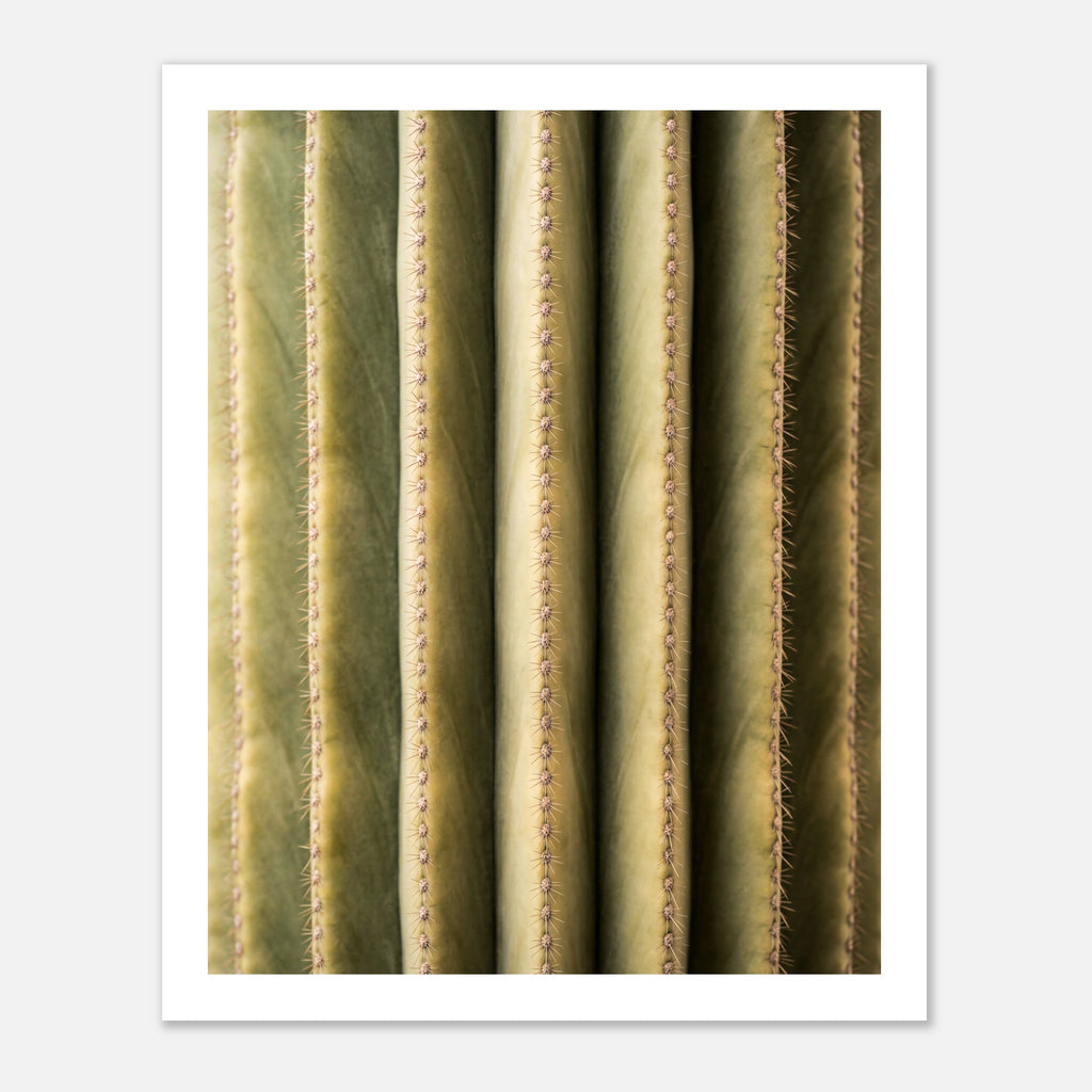 Close-up cactus wall art showing vertical ribs and spines in a minimalist desert composition.