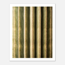 Close-up cactus wall art showing vertical ribs and spines in a minimalist desert composition.