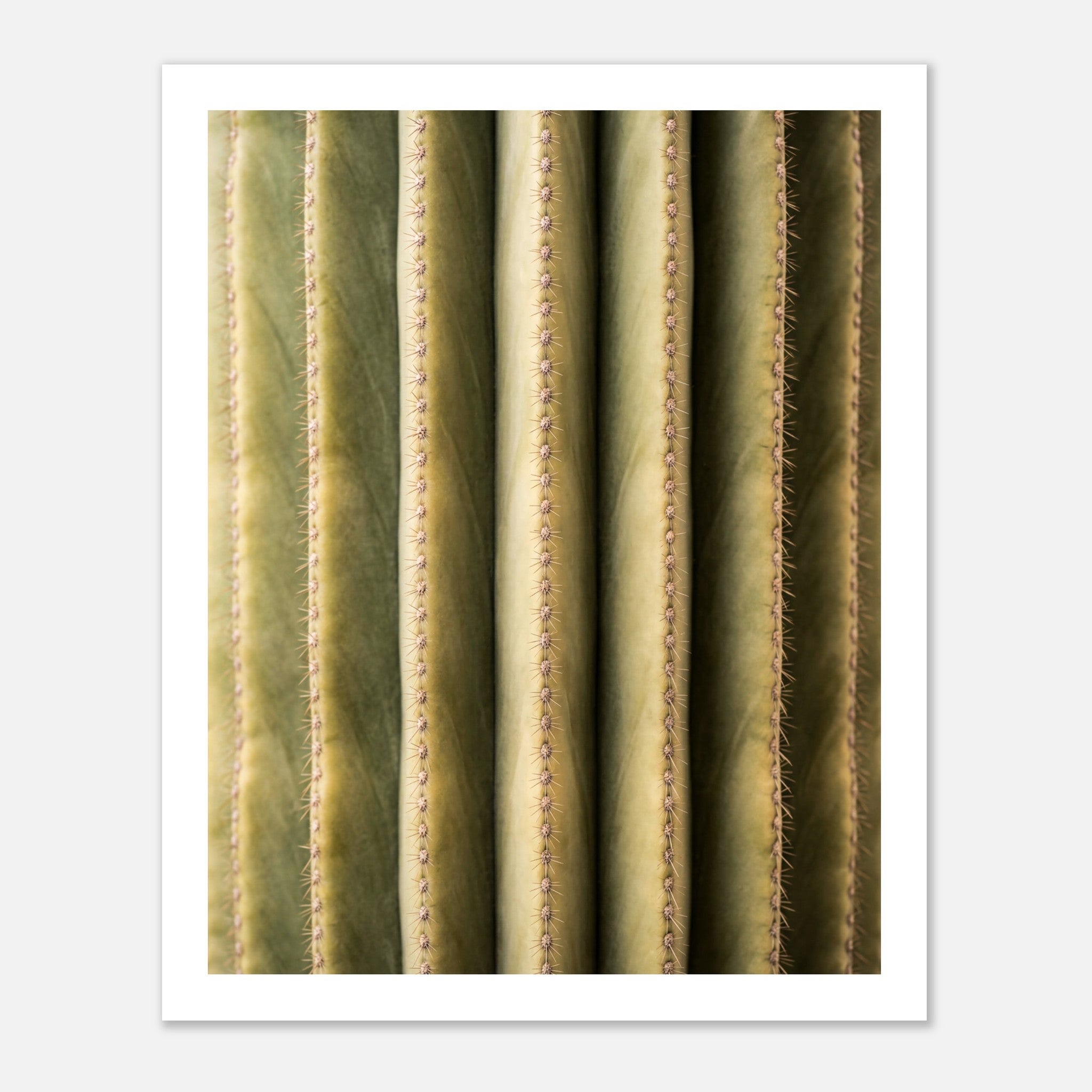 Close-up cactus wall art showing vertical ribs and spines in a minimalist desert composition.