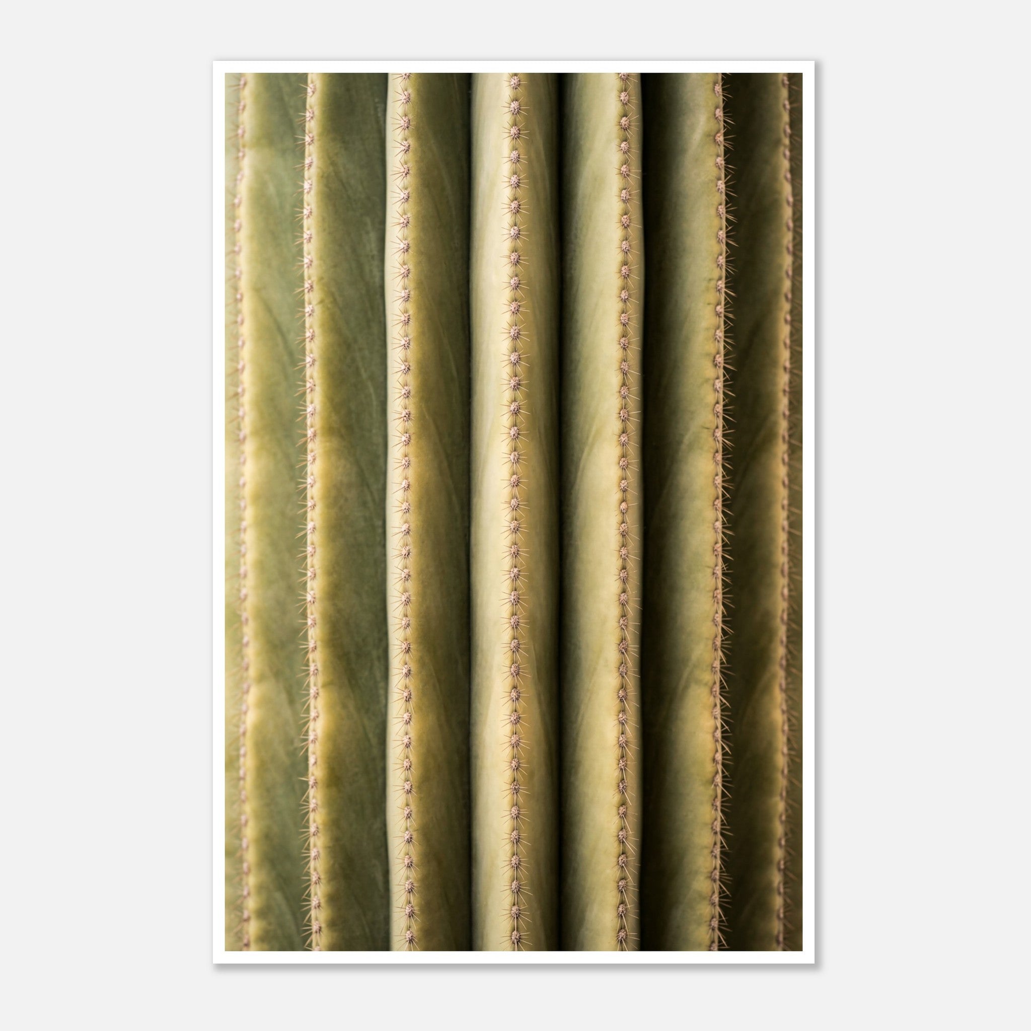 Close-up cactus wall art showing vertical ribs and spines in a minimalist desert composition.