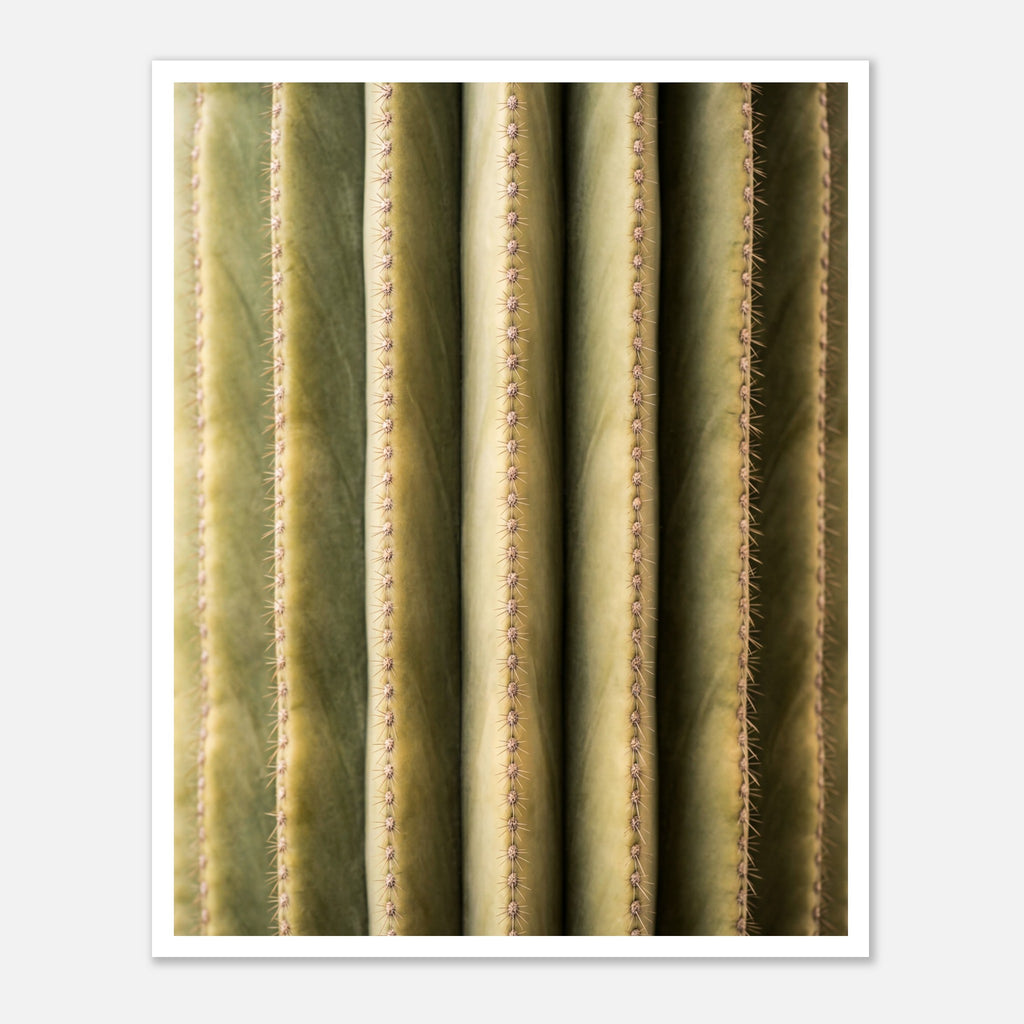 Close-up cactus wall art showing vertical ribs and spines in a minimalist desert composition.