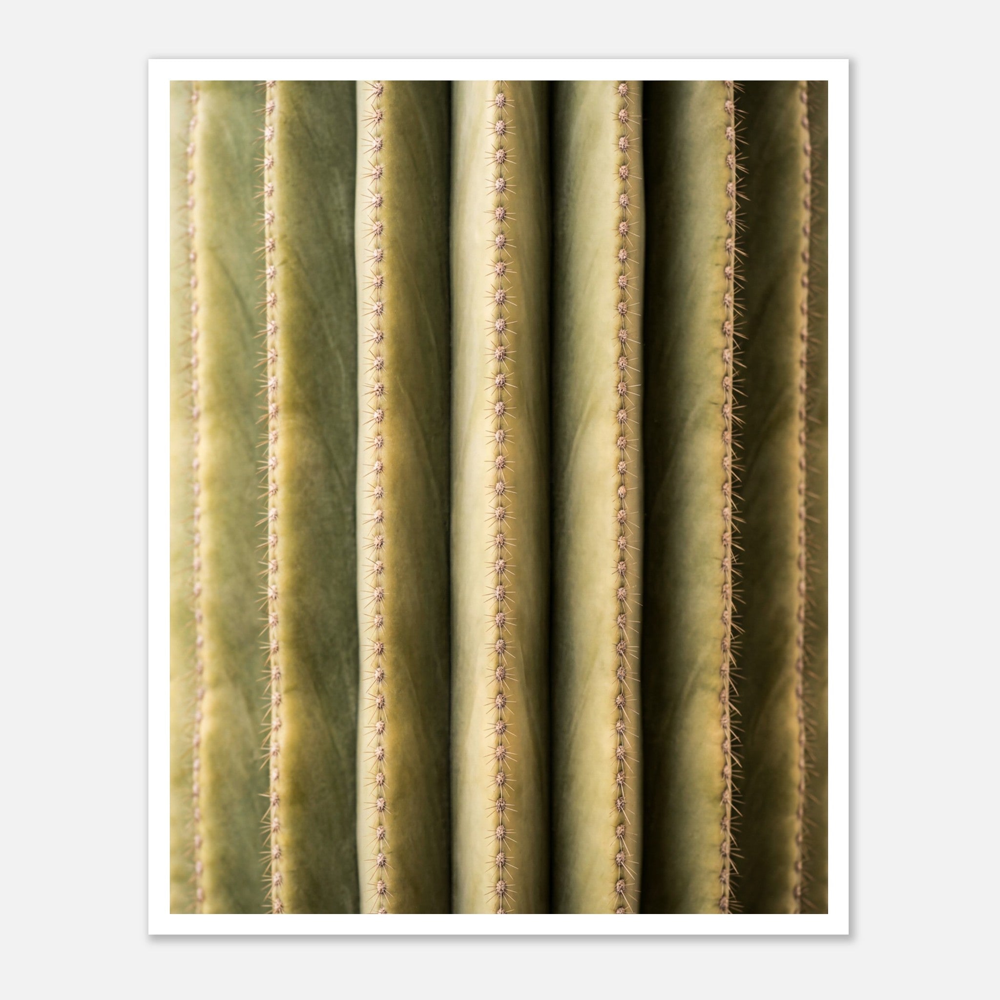 Close-up cactus wall art showing vertical ribs and spines in a minimalist desert composition.