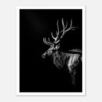Black and white portrait of a bull elk with large antlers emerging from darkness, western wildlife wall art poster.
