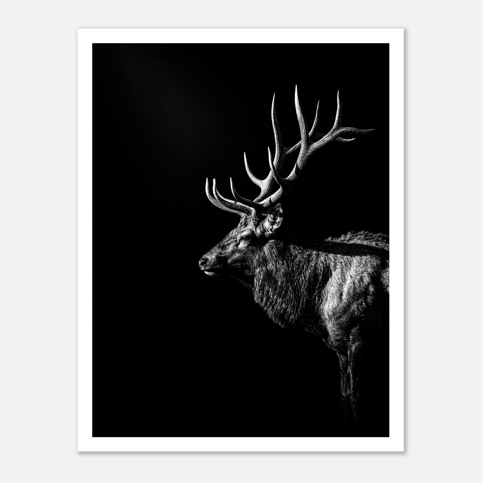 Black and white portrait of a bull elk with large antlers emerging from darkness, western wildlife wall art poster.
