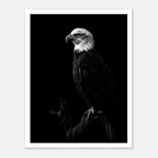 Black and white portrait of a bald eagle perched on a branch against a dark background, wildlife wall art poster.