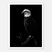 Black and white portrait of a bald eagle perched on a branch against a dark background, wildlife wall art poster.
