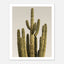 Minimalist desert cactus wall art featuring a tall cactus against a neutral background.