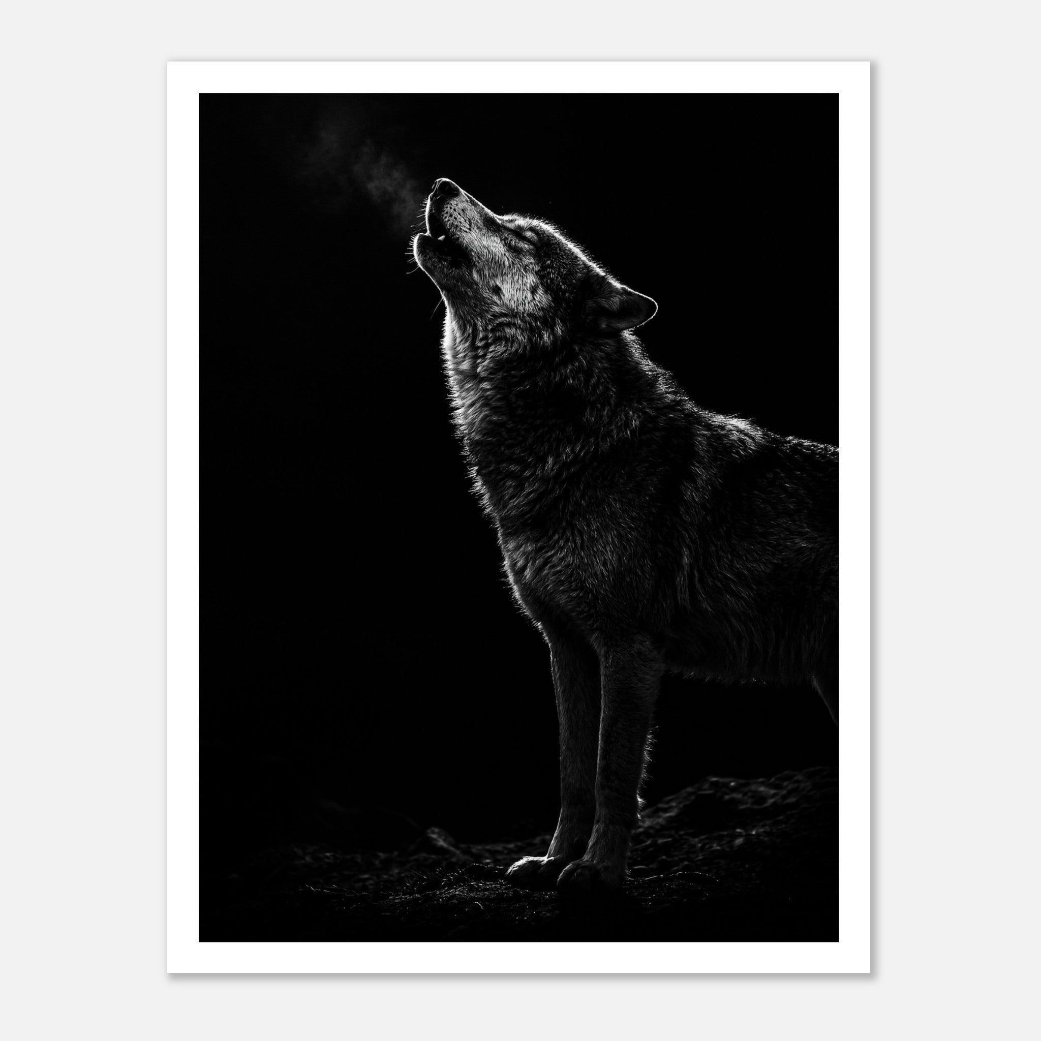 Black and white photograph of a wolf howling into the night with visible breath in cold air, wildlife wall art poster.