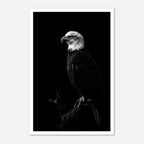Black and white portrait of a bald eagle perched on a branch against a dark background, wildlife wall art poster.