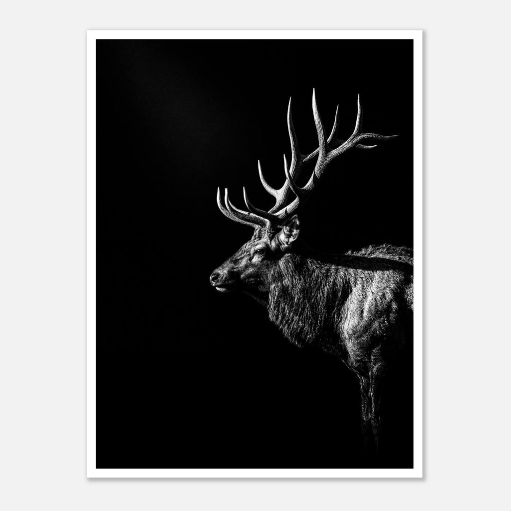 Black and white portrait of a bull elk with large antlers emerging from darkness, western wildlife wall art poster.