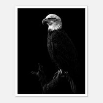 Black and white portrait of a bald eagle perched on a branch against a dark background, wildlife wall art poster.