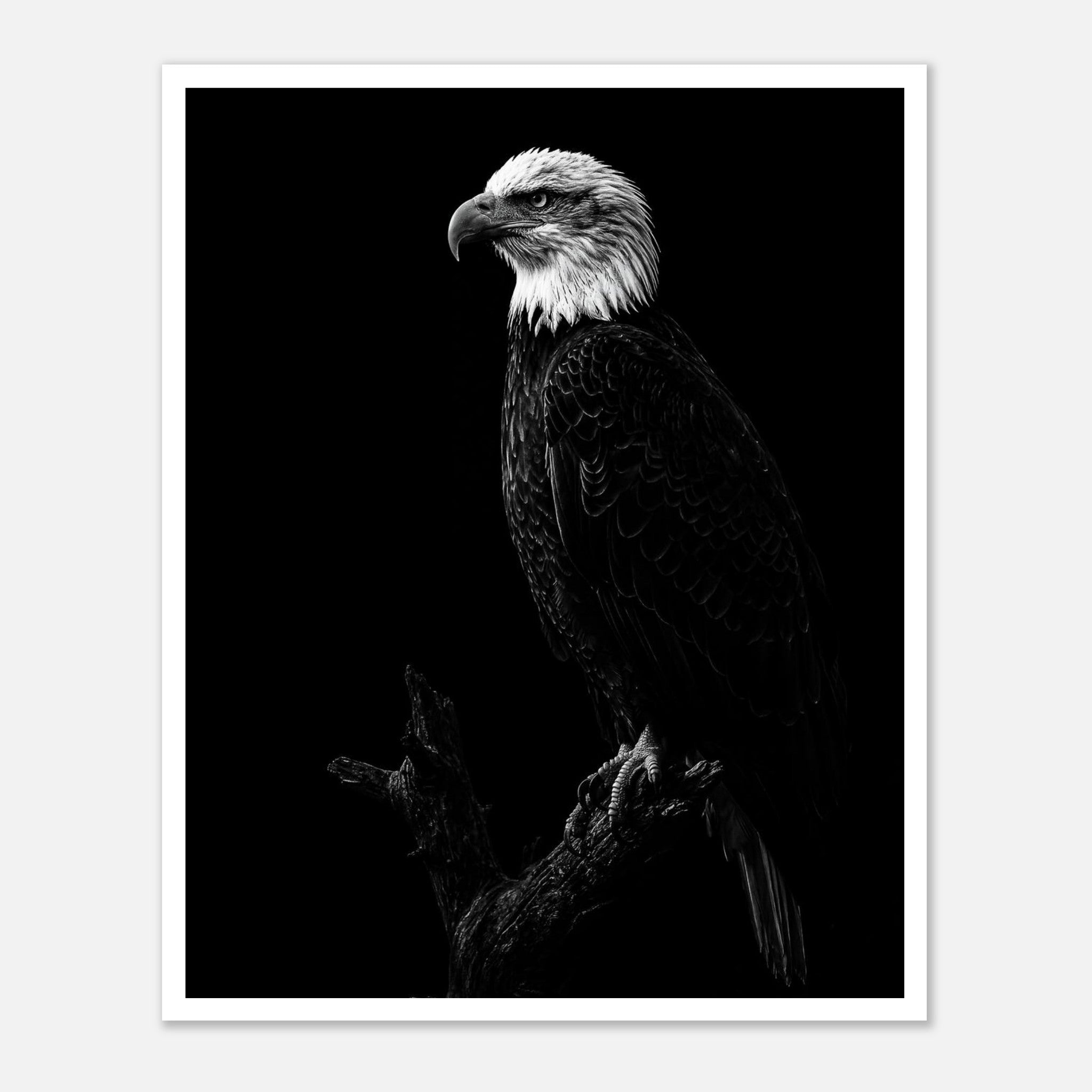 Black and white portrait of a bald eagle perched on a branch against a dark background, wildlife wall art poster.